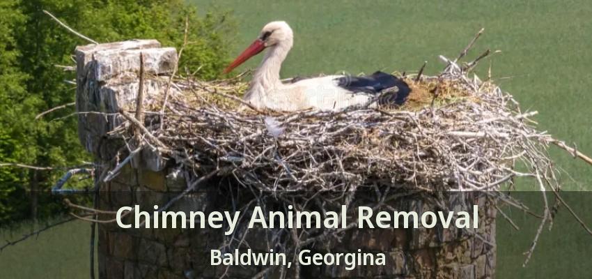 Chimney Animal Removal Baldwin, Georgina - ON