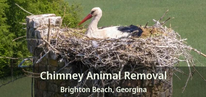 Chimney Animal Removal Brighton Beach, Georgina - ON