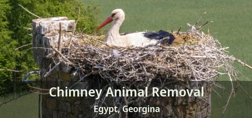 Chimney Animal Removal Egypt, Georgina - ON