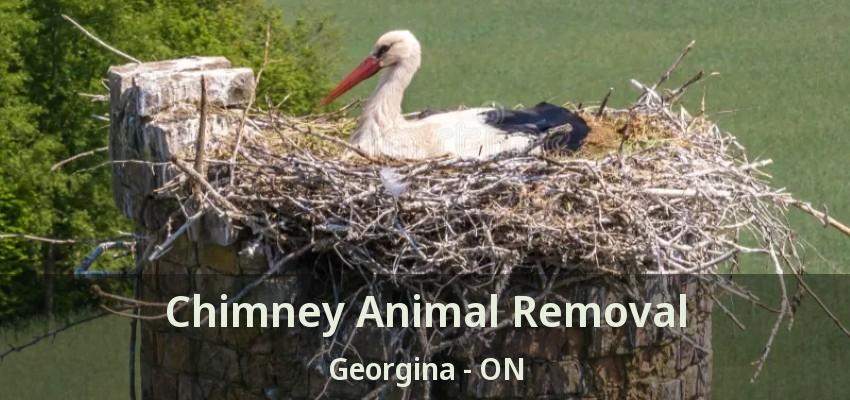 Chimney Animal Removal Georgina - ON