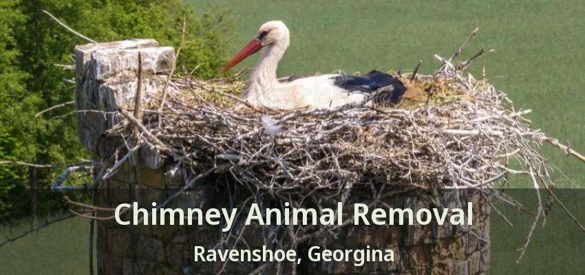 Chimney Animal Removal Ravenshoe, Georgina - ON