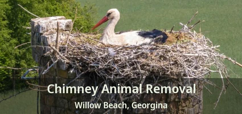 Chimney Animal Removal Willow Beach, Georgina - ON