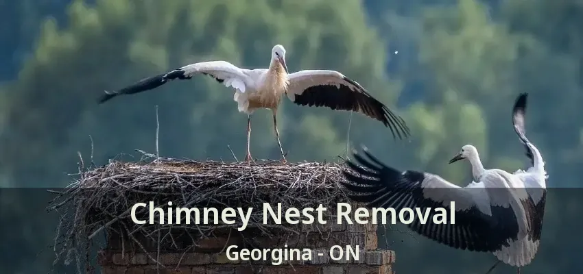Chimney Nest Removal Georgina - ON