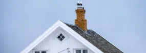 Chimney Nest Removal Baldwin, Georgina
